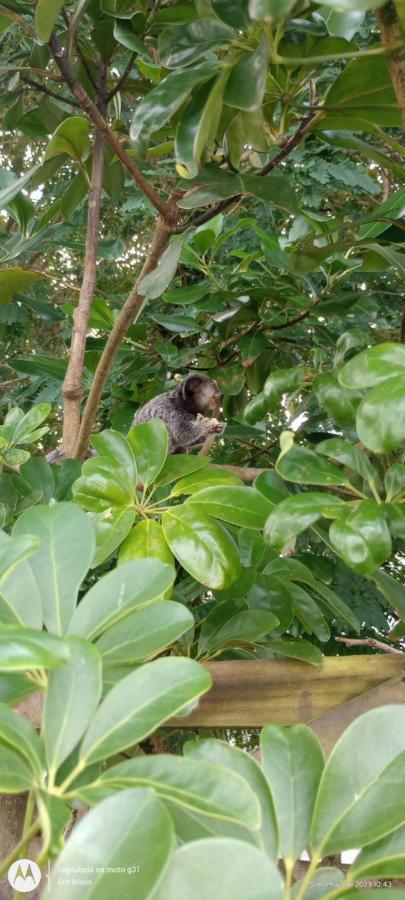 Florianópolis Girassois Da Barra B&B 외부 사진